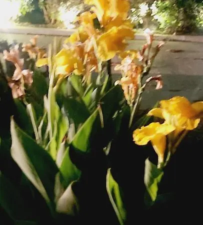Azalea Garden With Mountain View Σπίτι διακοπών